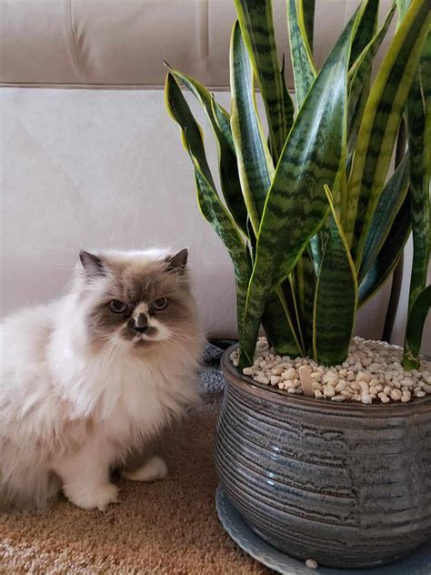 Are snake plants toxic to cats. Things To Know About Are snake plants toxic to cats. 